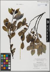 Foto von Salix glabra Scop.